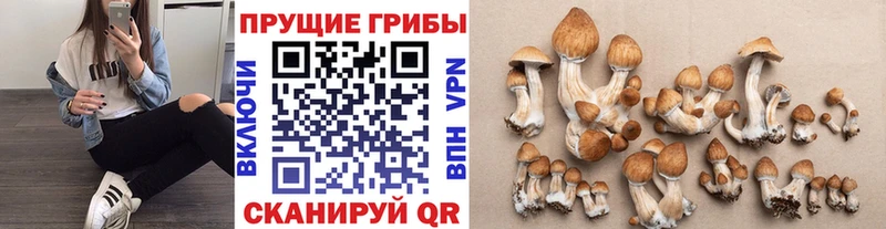 где купить   Пойковский  Галлюциногенные грибы Psilocybine cubensis 